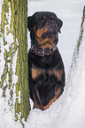 Rottweiler stands in the snow