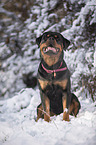 Rottweiler sits in the snow