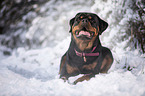 Rottweiler lies in the snow