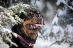 Rottweiler Portrait