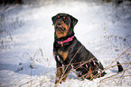 Rottweiler sits in the snow