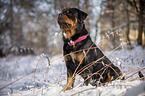 Rottweiler sits in the snow