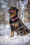 Rottweiler sits in the snow