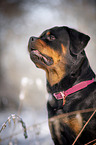 Rottweiler Portrait