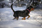 Rottweiler runs through the snow