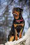 Rottweiler stands in the snow