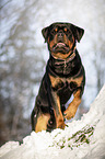 Rottweiler stands in the snow
