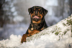 Rottweiler lies in the snow