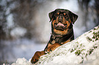 Rottweiler lies in the snow