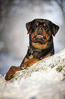 Rottweiler lies in the snow