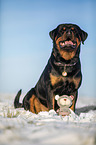 Rottweiler sits in the snow