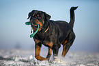 Rottweiler runs through the snow