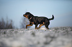 Rottweiler runs through the snow