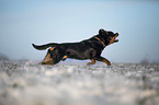 Rottweiler runs through the snow
