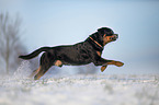 Rottweiler runs through the snow
