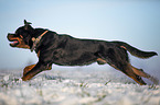 Rottweiler runs through the snow