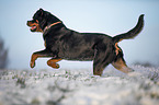 Rottweiler runs through the snow