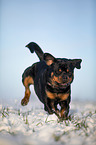 Rottweiler runs through the snow