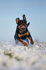 Rottweiler runs through the snow