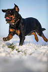 Rottweiler runs through the snow