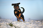 Rottweiler runs through the snow