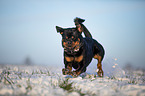 Rottweiler runs through the snow