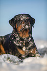 Rottweiler lies in the snow