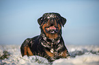 Rottweiler lies in the snow