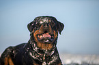 Rottweiler Portrait