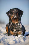 Rottweiler lies in the snow