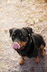 sitting Rottweiler