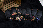 Sleeping Rottweiler puppies