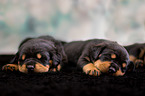 Sleeping Rottweiler puppies