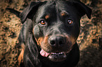 Rottweiler Portrait