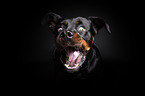 Rottweiler catches treat