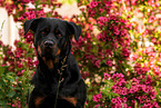 Rottweiler Portrait
