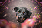 Rottweiler Portrait