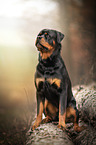 sitting Rottweiler