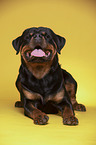 lying Rottweiler