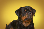 Rottweiler Portrait