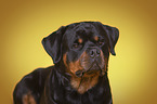 Rottweiler Portrait