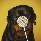 Rottweiler with lollipops