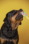 Rottweiler with lollipops