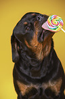Rottweiler with lollipops
