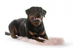 lying Rottweiler