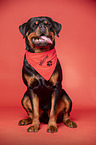 male Rottweiler