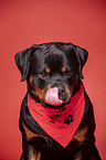 Rottweiler Portrait