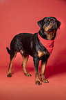 standing Rottweiler