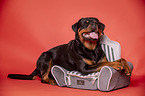 lying Rottweiler