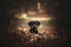 Rottweiler Puppy